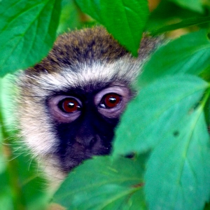 Vervet bleu se cache dans les feuillages - Rwanda  - collection de photos clin d'oeil, catégorie animaux